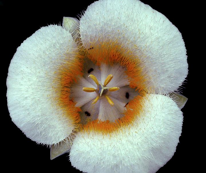 Cascade Mariposa Lily, Calochortus subalpinus.jpg
